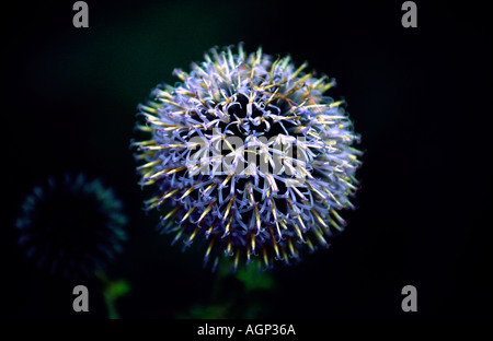 Alium flowerhead bleu en fleurs photographiés dans les jardins du château d'Direlton, East Lothian, en Ecosse. Banque D'Images