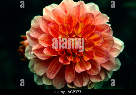 Chrysanthème photographié dans le sol de Dirleton Castle, East Lothian, en Ecosse. Banque D'Images