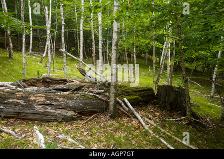 Arbres de bouleau à papier sur Gorham Mountain Acadia National Park Maine USA Banque D'Images