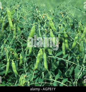 Les gousses de pois pois ridés matures gamme Progreta sur les plantes cultivées Banque D'Images