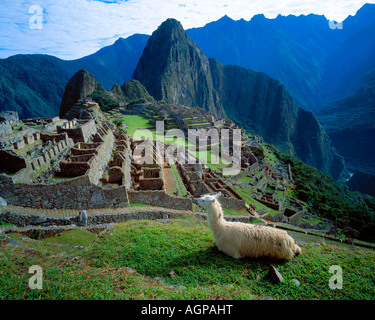 L'Amérique du Sud, au Pérou. Un lama repose sur une colline surplombant les ruines de Machu Picchu dans les Andes. Banque D'Images