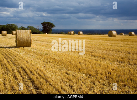 Champ avec des bottes de paille récoltée en milieu rural Angleterre Lincolnshire Banque D'Images