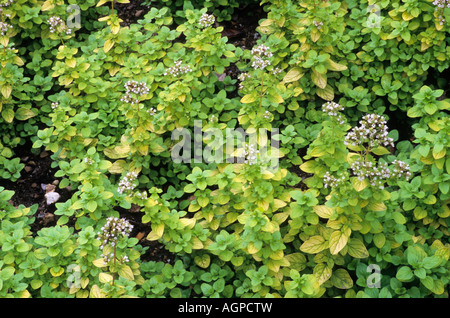 Origanum vulgare Aureum Banque D'Images