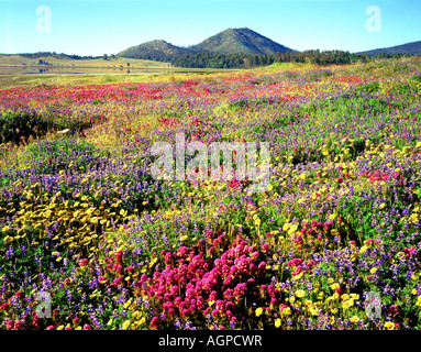 États-unis, Californie, Cuyamaca Rancho State Park. Fleurs sauvages près du lac Cuyamaca et Stonewall Peak. Banque D'Images