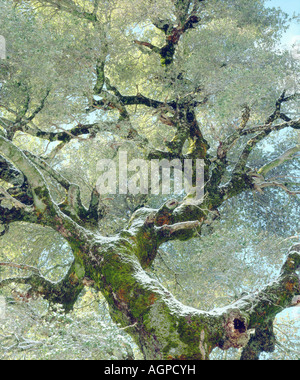 États-unis, Californie. La neige et la mousse sur un live Oak tree dans Cuyamama Rancho State Park. Banque D'Images