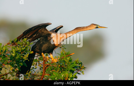 USA, Floride, Venise. Femelle Anhinga penchée en avant prêt à prendre son envol à la Venise Rookery. Banque D'Images