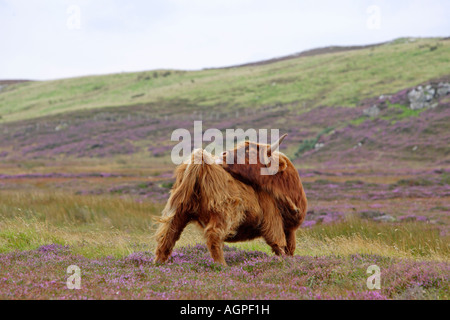 Vache Highland toilettage lui-même debout dans purple heather on hillside Banque D'Images