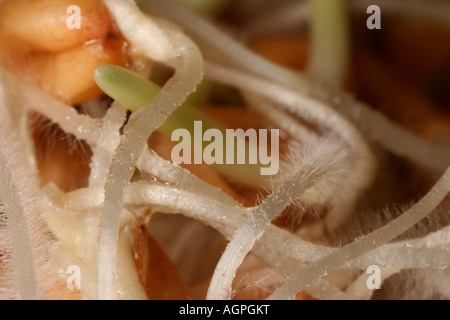 Macro extrême de la germination Blé Banque D'Images