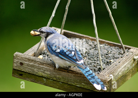 Geai bleu Cyanocitta cristata sur le convoyeur d'arachide avec Banque D'Images