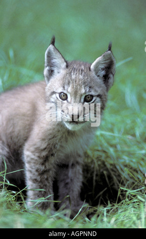 Europaeischer Luchs Banque D'Images