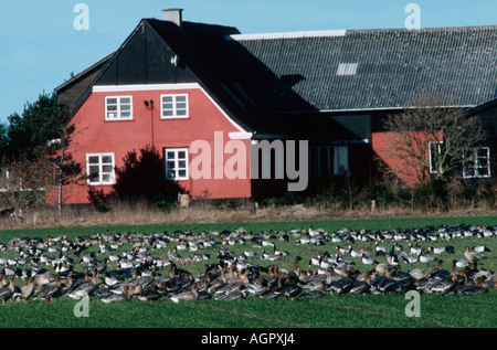 Pink-footed Goose / Kurzschnabelgans Banque D'Images