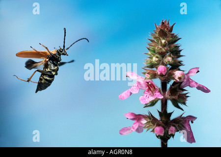 Longhorn Beetle / Rothalsbock Blumenbock Bockkaefer Roter / / Banque D'Images