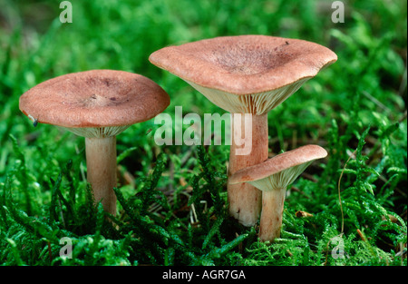 Cap Roux lait Banque D'Images