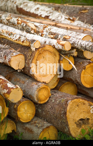 Grumes d'arbres empilés près de Torsby dans le comté de Värmland Suède Banque D'Images