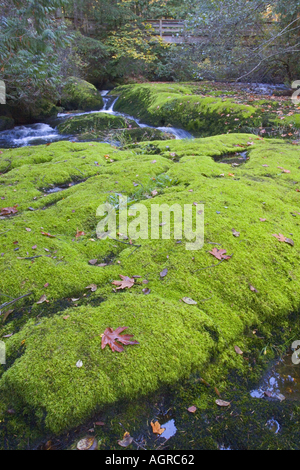 Les banques de la mousse luxuriante Millstone River parc Bowen Nanaimo Vancouver Island British Columbia Canada Banque D'Images