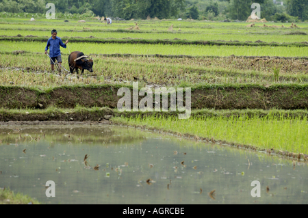 La récolte d'un paysan rizière avec un buffle, Yangshuo, Guangxi, Chine. Banque D'Images