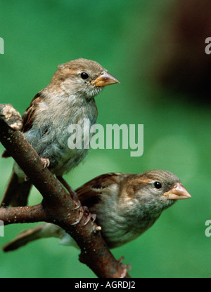 Moineau domestique Banque D'Images
