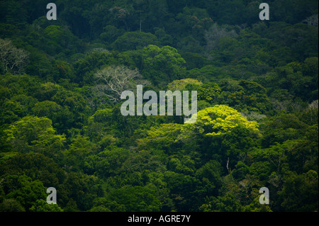 Premontane forêt tropicale humide dans la réserve naturelle de Burbayar, province de Panama, République du Panama. Banque D'Images