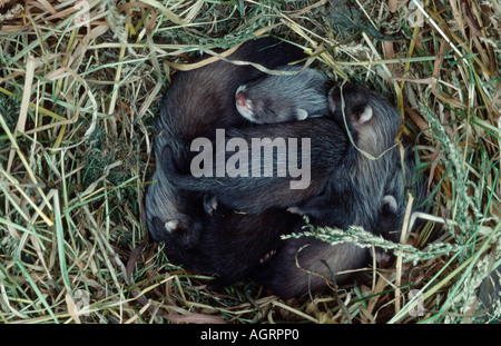 Furet européen / Polecat Banque D'Images