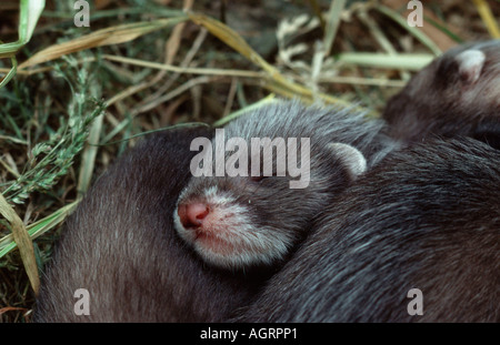 Furet européen / Polecat Banque D'Images