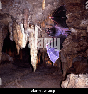 Chauve-souris de Daubenton Banque D'Images