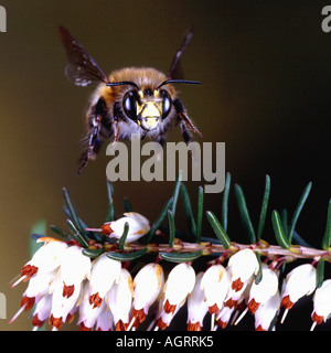 Les abeille / Bee Sable Banque D'Images