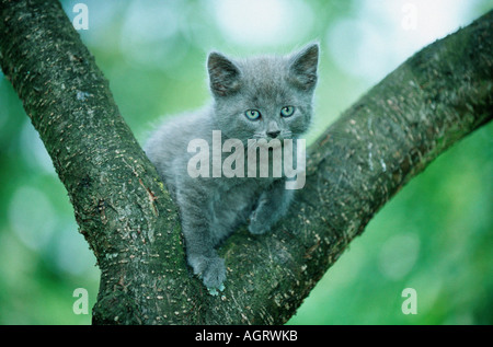 British Shorthair Banque D'Images