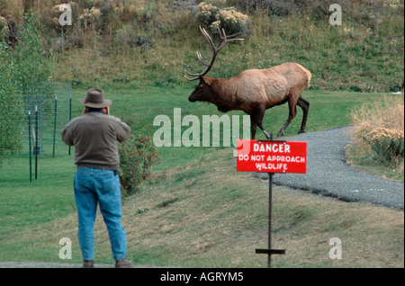 Touristiques et le wapiti Banque D'Images