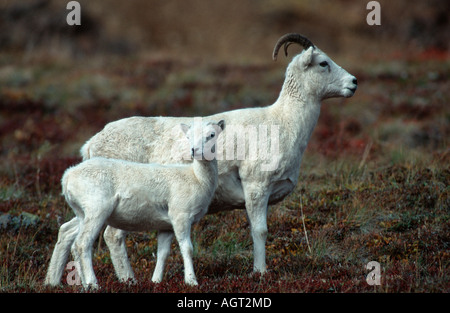 Mouflon de Dall Banque D'Images