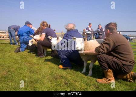 Dh Salon annuel SHAPINSAY ISLA Juge Orcades juger meilleure paire de agneau à la foire agricole Banque D'Images