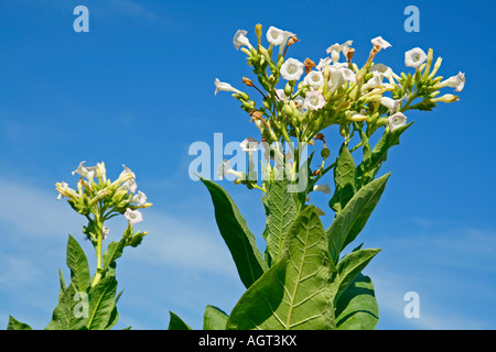 Plante de tabac (Nicotiana tabacum) Banque D'Images