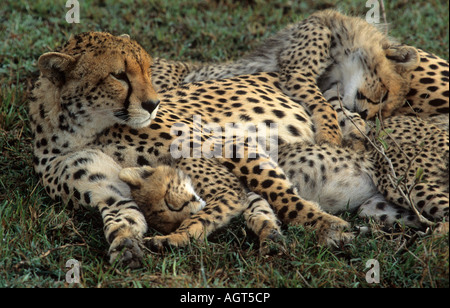 Les jeunes chiots chiot Kenya guépard pose sont les guépards savannah afrique animal animaux chat chats wildcats wildcat gros mammifères mammifères Banque D'Images