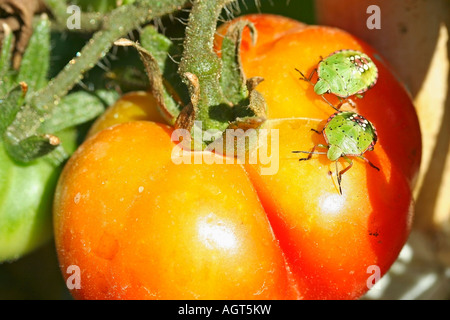 Stinkbug (Nezara viridula) Banque D'Images
