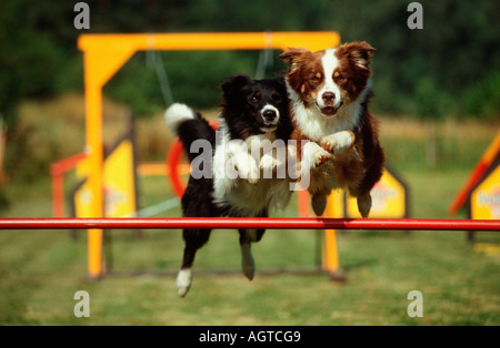 Border Collie et Berger Australien Banque D'Images