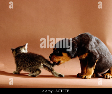 Rottweiler et chat domestique Banque D'Images