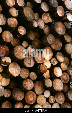 Close up of stacked pine logs. Banque D'Images