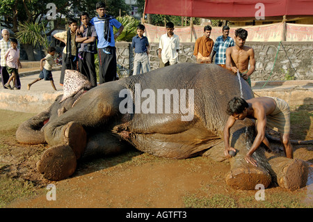 HMA79935 éléphant asiatique Elephas maximus accordée par l'Inde Mahavat baignoire Banque D'Images