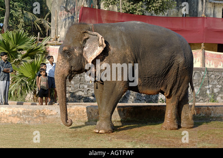 HMA79942 éléphant asiatique Elephas maximus Banque D'Images