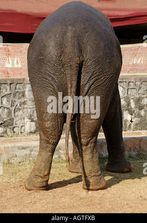 HMA79946 éléphant asiatique Elephas maximus de derrière sa queue et ses pattes arrière Banque D'Images