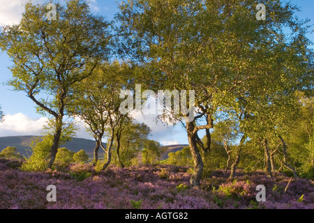 Les bouleaux d'argent et de l'Écosse ling Heather paysage sur moors National de Cairngorms Braemar, l'Écosse. Banque D'Images