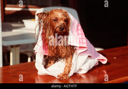 Yorkshire Terrier Banque D'Images