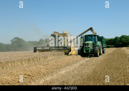 New Holland TX68 plus combiner la récolte récolte de blé mûr s'acquitter de grain pour remorque Banque D'Images