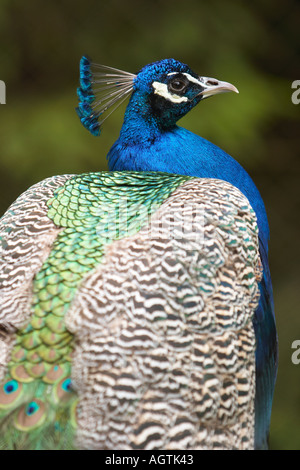 Portrait d'un paon au Cumberland Wildlife Park. Grunau, Salzkammergut, Autriche. Banque D'Images