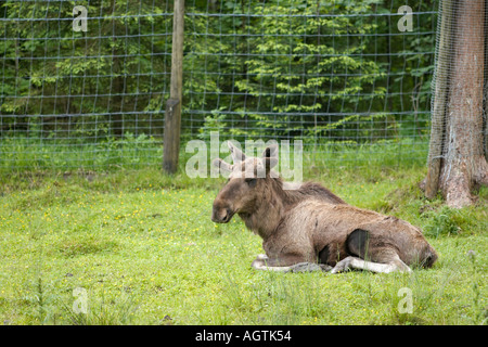 Un orignal (Alces alces) reposant sur le sol au Cumberland Wildlife Park. Grunau, Salzkammergut, Autriche. Banque D'Images