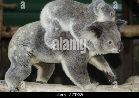 L'exercice de la direction générale des jeunes le long de Koala Banque D'Images