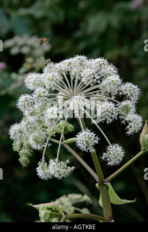 Les insectes volant au-dessus et se nourrissant de fleurs blanches Cowbane (Cicuta virosa) Banque D'Images