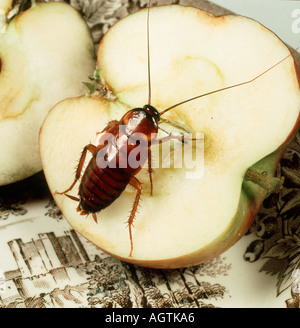 American Cockroach Periplenata americana nymph sur une pomme Banque D'Images