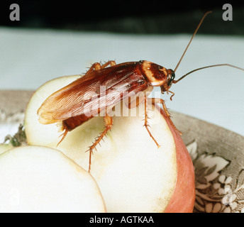 Blatte américaine Periplaneta americana sur les fruits Banque D'Images