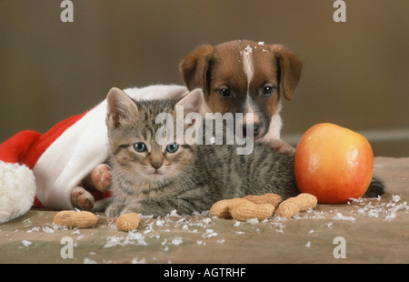 Chat et chien Banque D'Images