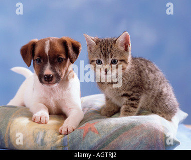 Chat et chien Banque D'Images